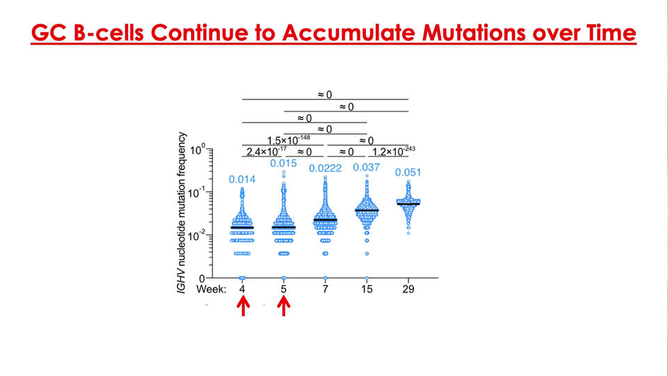 Germinal centre-driven maturation of B cell response to mRNA vaccination